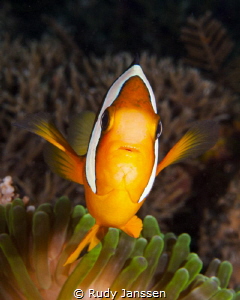 Nemo by Rudy Janssen 